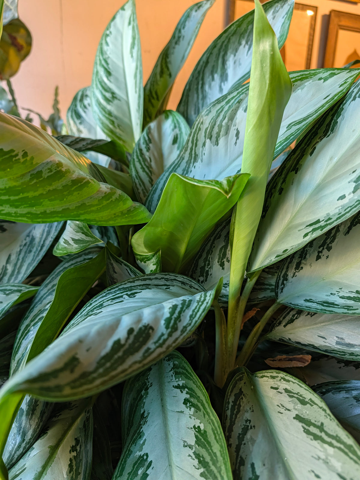 Silver Bay leaf detail