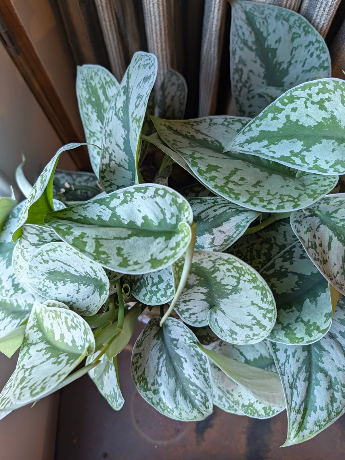 Silver Satin leaf detail