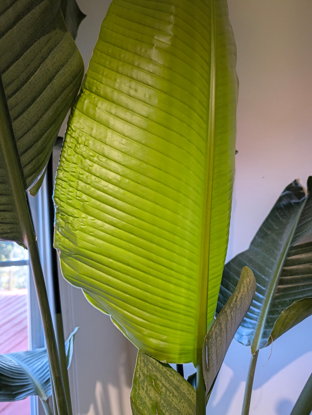 White bird of paradise leaf detail