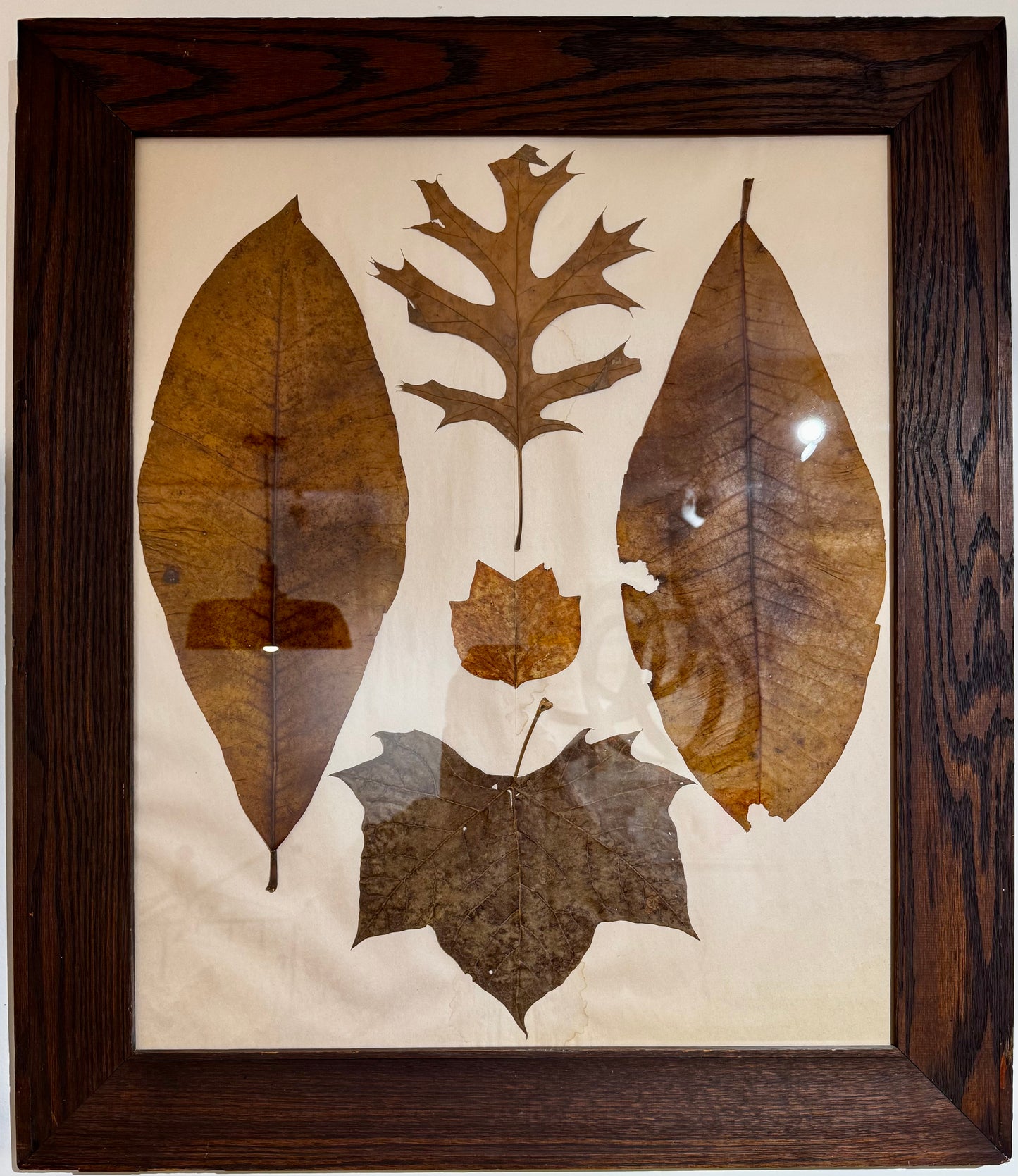 Pressed Leaf Series