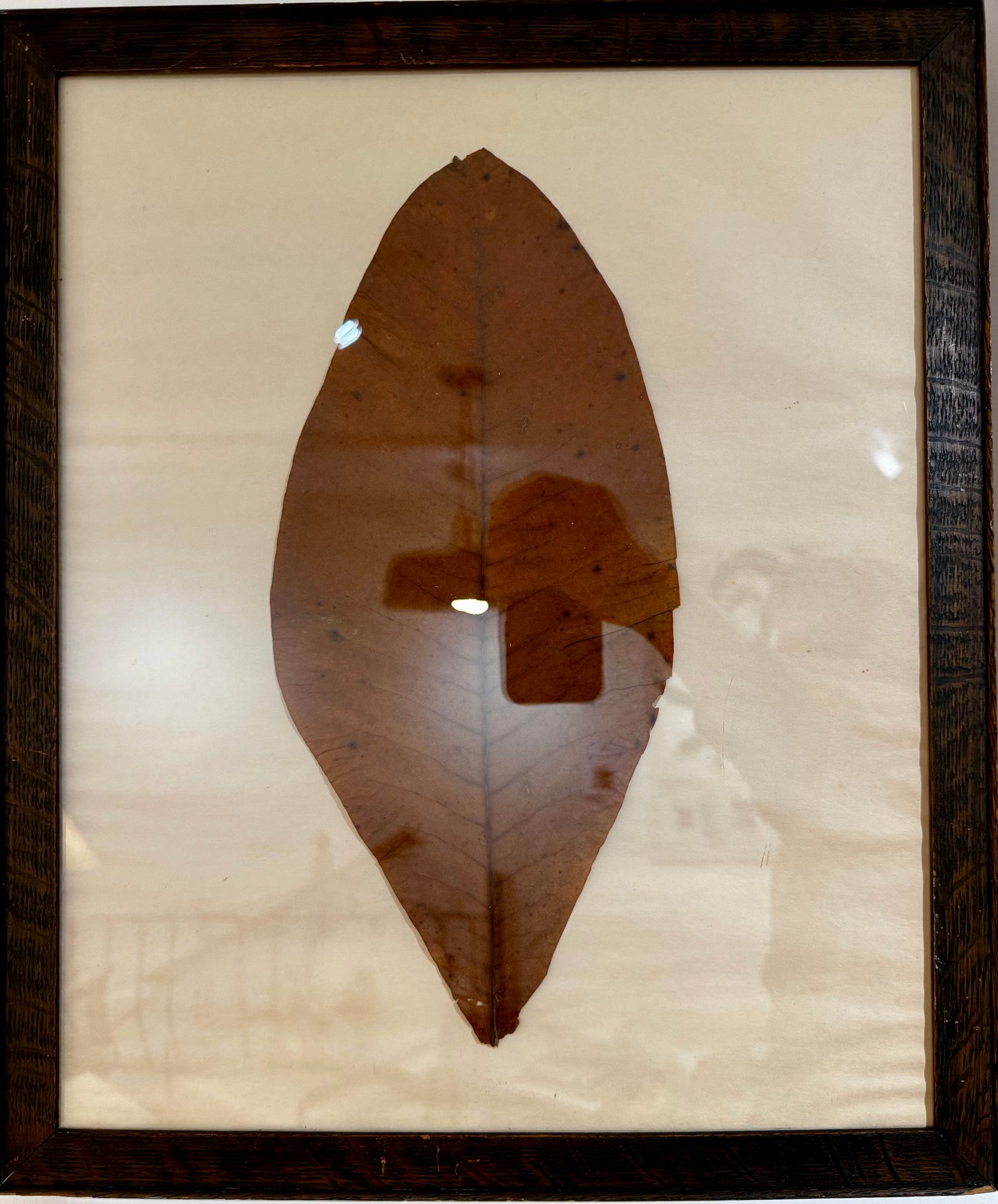 Pressed Leaf Series