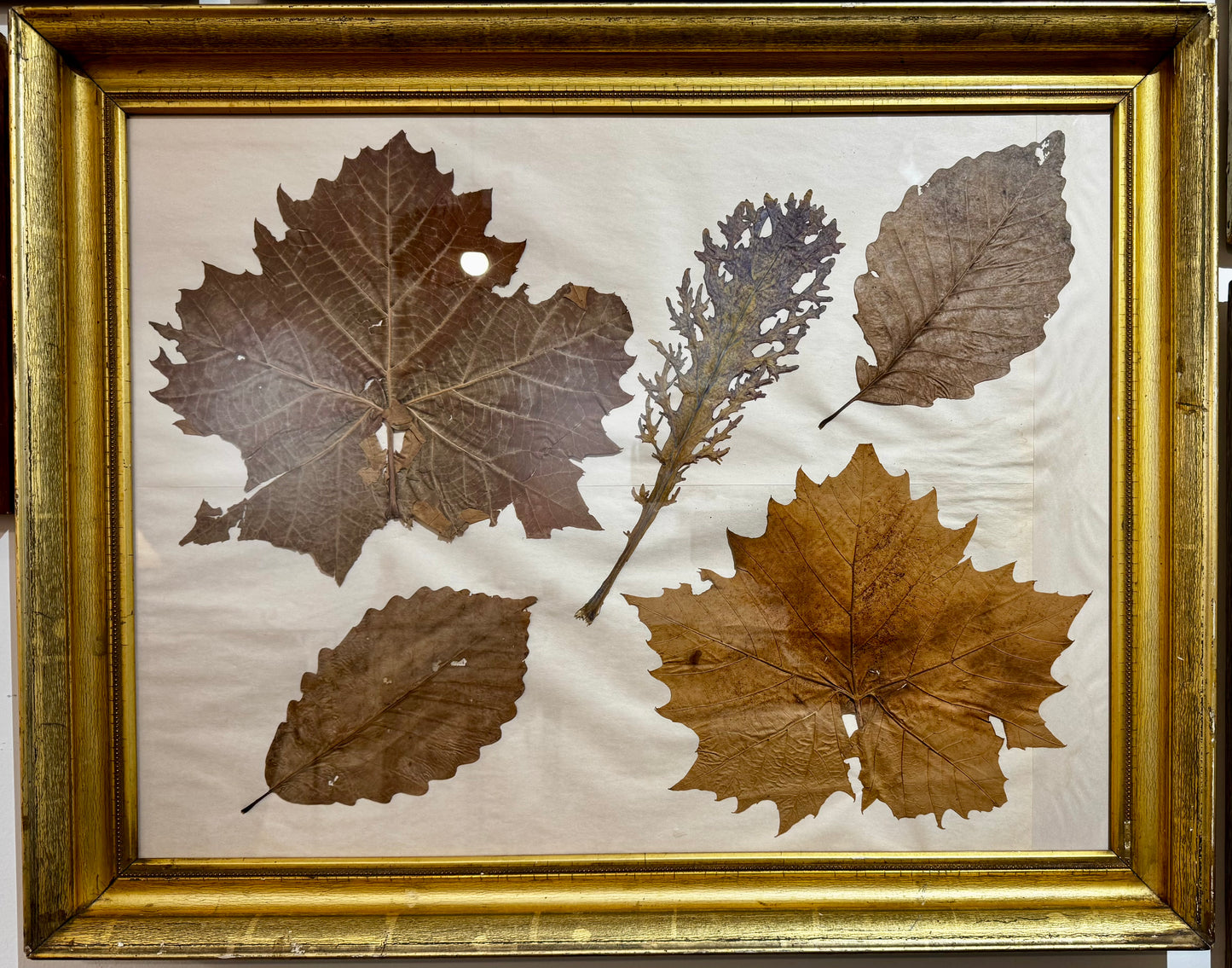 Pressed Leaf Series