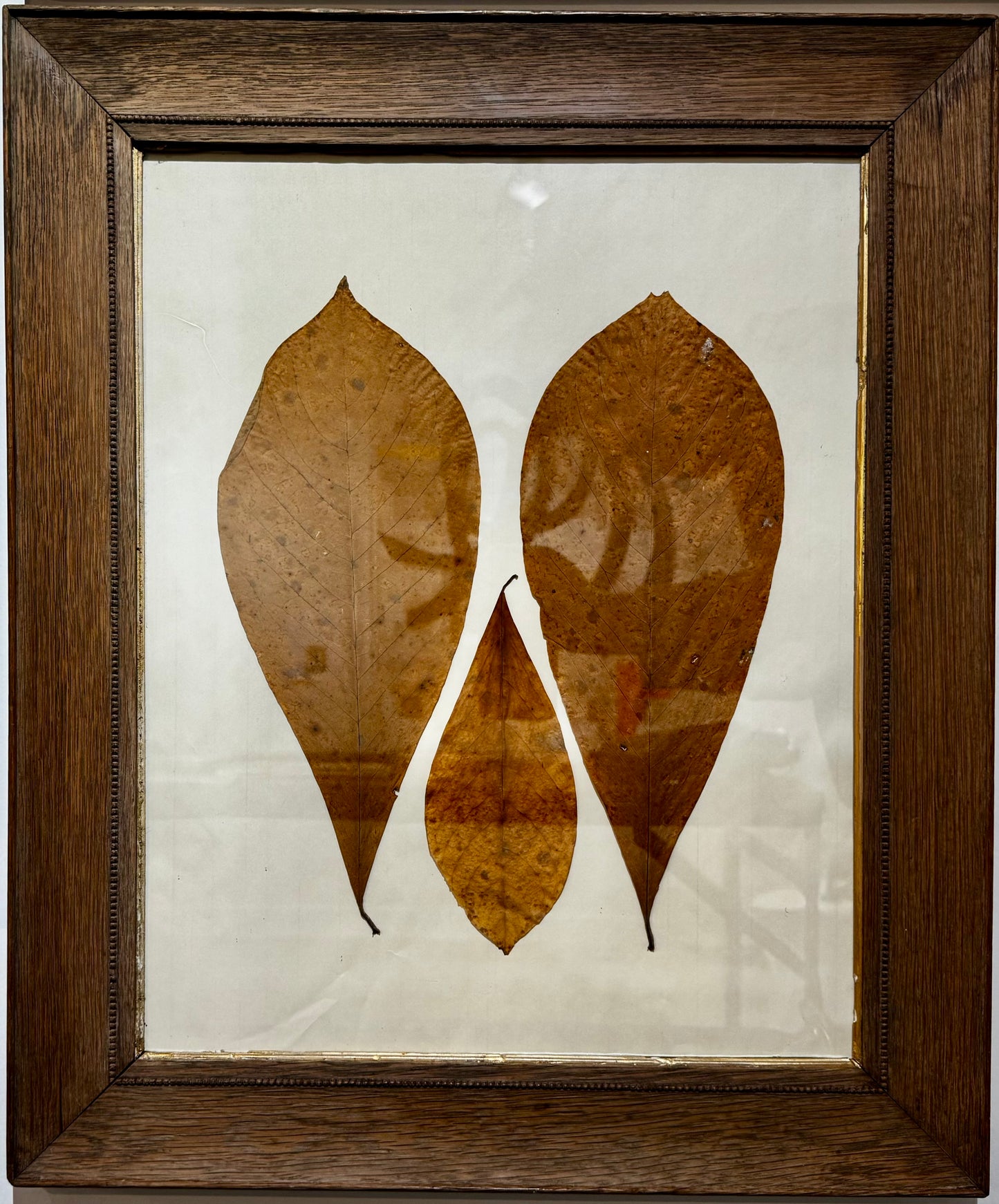 Pressed Leaf Series