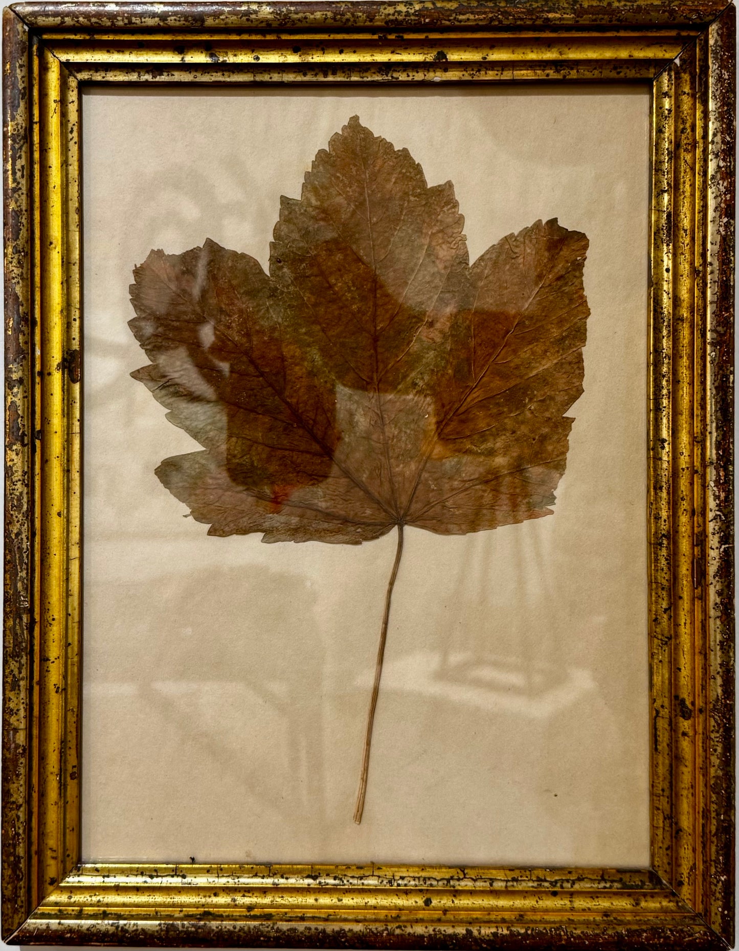 Pressed Leaf Series