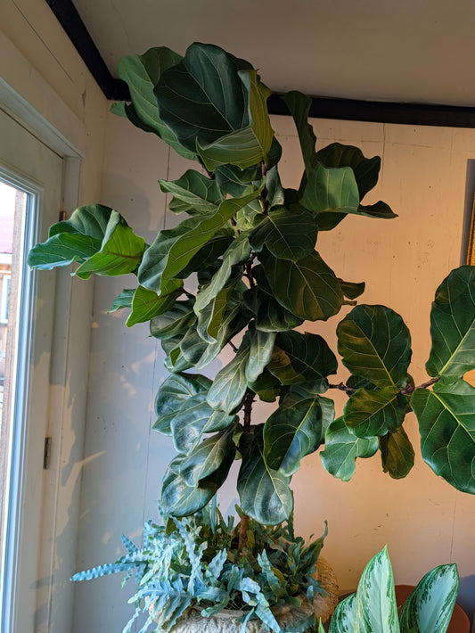 Fiddle-leaf fig in La Racine