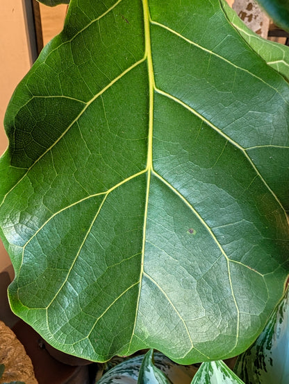 Fiddle-leaf fig leaf detail