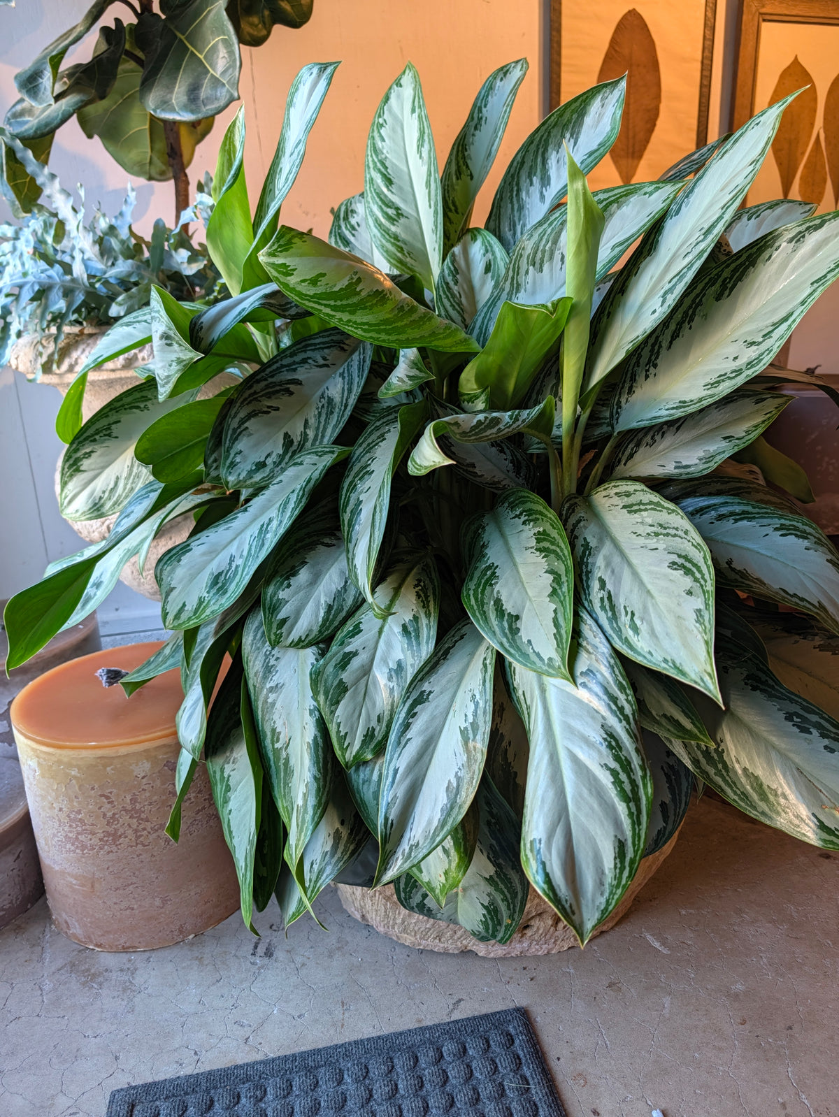 Silver Bay Chinese evergreen in a decorative container