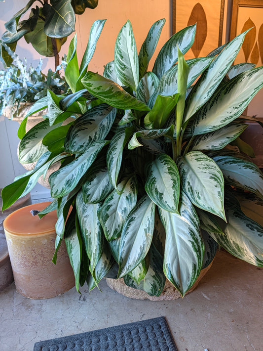 Silver Bay Chinese evergreen in a decorative container