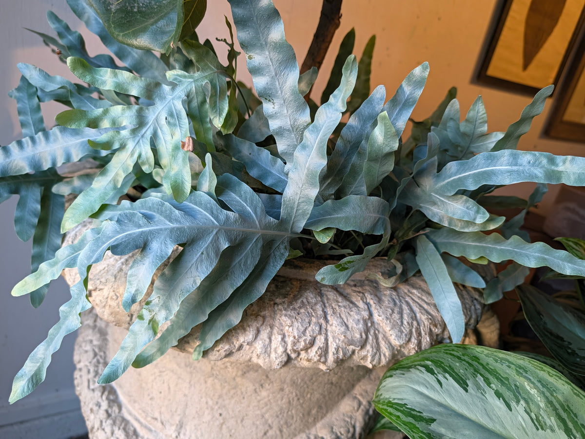 Blue fern in a decorative container