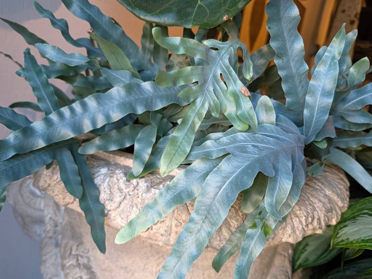 Blue fern frond detail