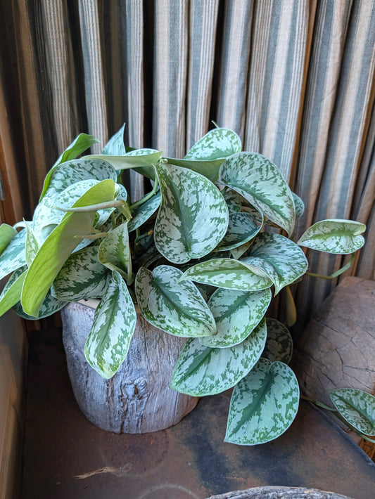 Silver Satin pothos in a decorative container