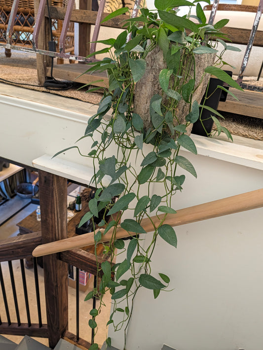 Trailing Cebu Blue pothos at La Racine