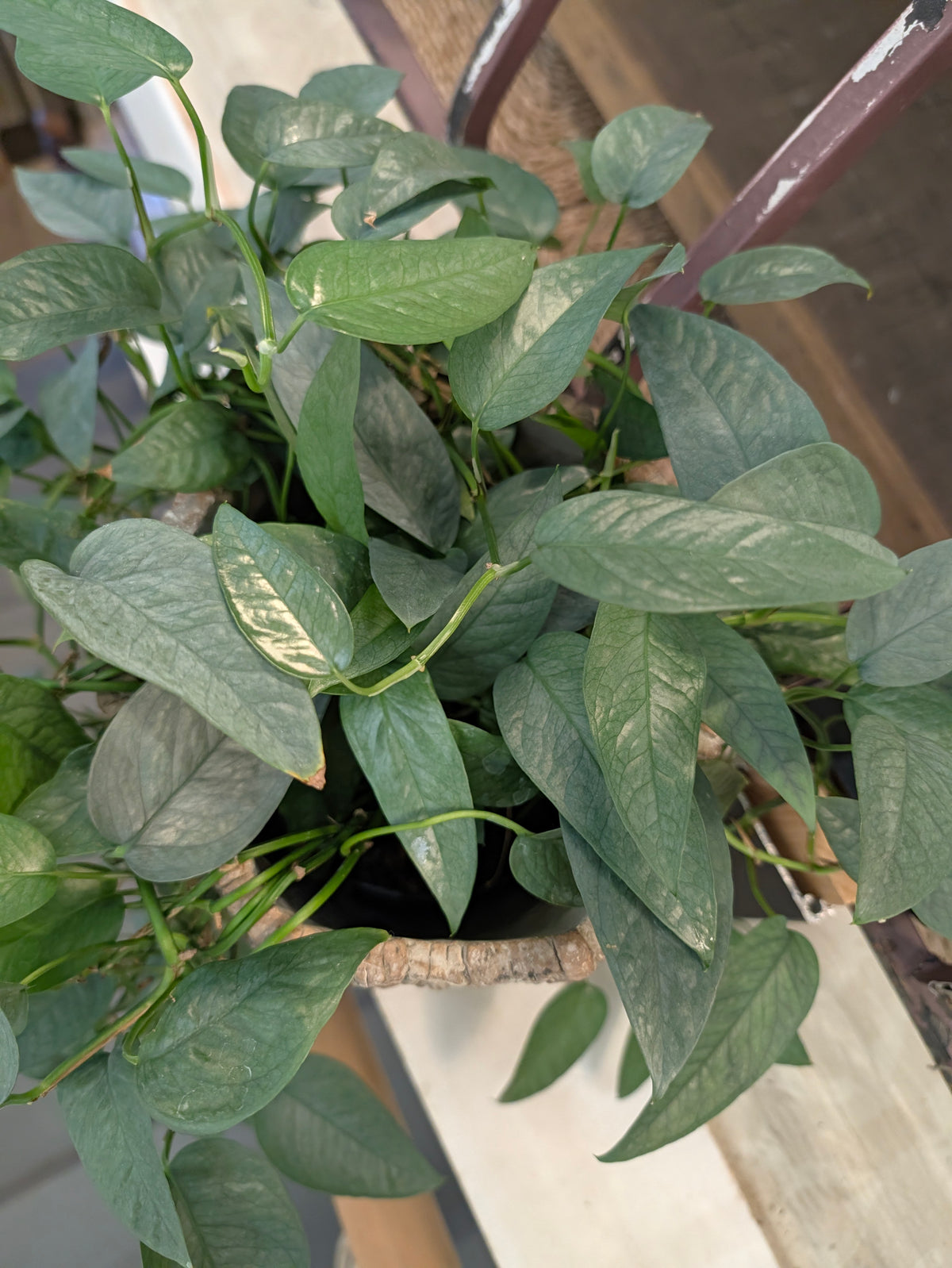 Cebu Blue foliage detail
