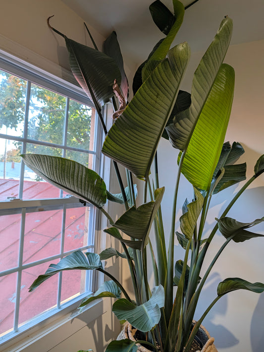White bird of paradise beside the shop window